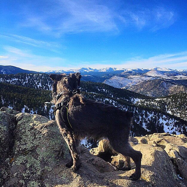 Foto cane in piedi sulla montagna contro il cielo