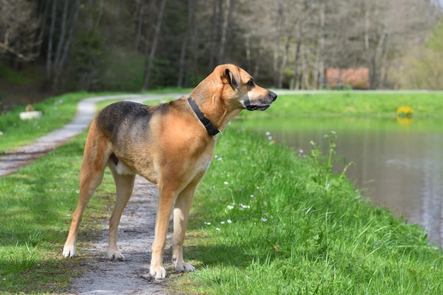 Foto cane in piedi vicino al fiume