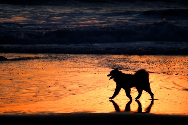 写真 ビーチに立っている犬