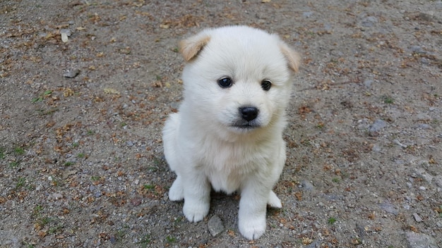 写真 野原に立っている犬