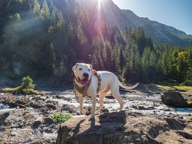 写真 陸に立っている犬