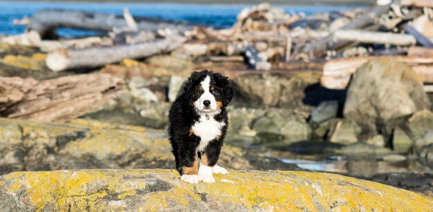 写真 水辺の岩の上に立っている犬