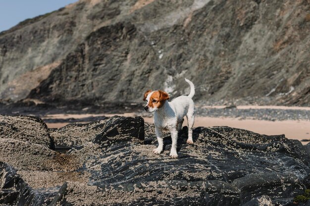 写真 岩の上に立っている犬