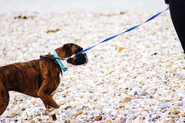 写真 岩の上に立っている犬