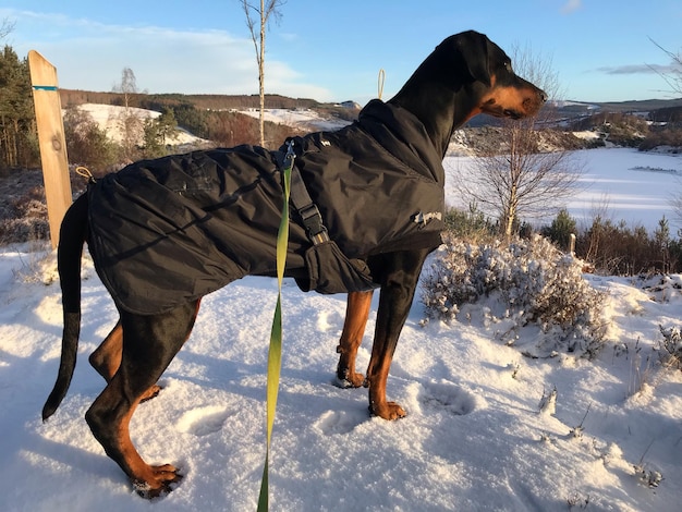 写真 雪で覆われた土地に立っている犬