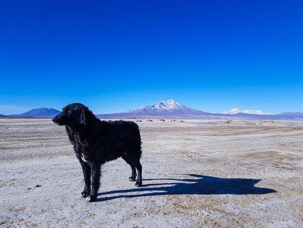 写真 雪で覆われた土地に立っている犬