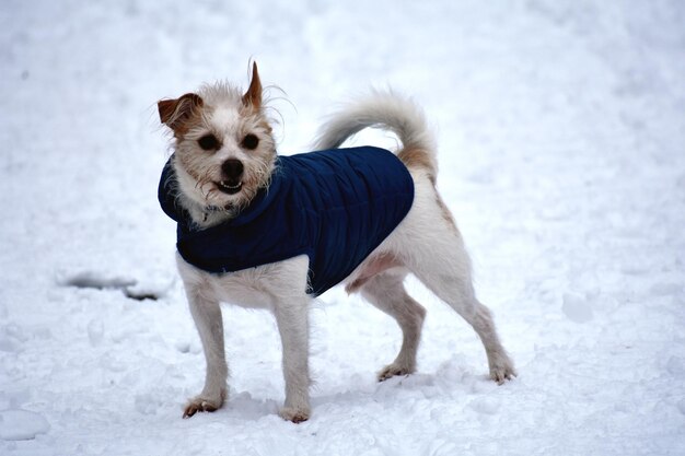 写真 雪で覆われた土地に立っている犬