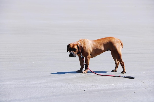 写真 雪で覆われた土地に立っている犬