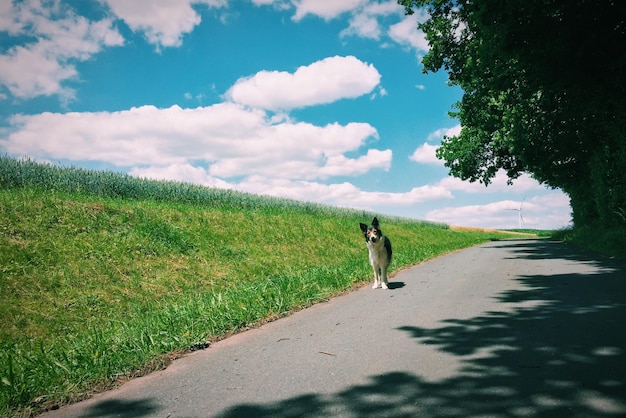 写真 空に向かって芝生の野原で路上に立っている犬