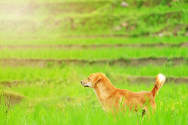 Dog standing outdoors, looking at something