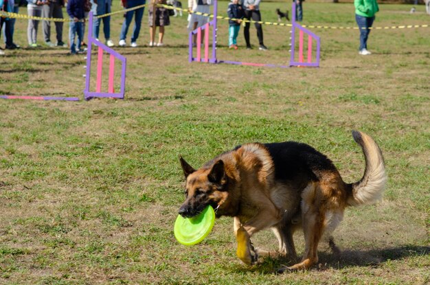 Foto cane in piedi nel parco