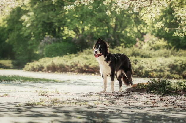 A dog standing on a path in front of a tree with a flowered background.