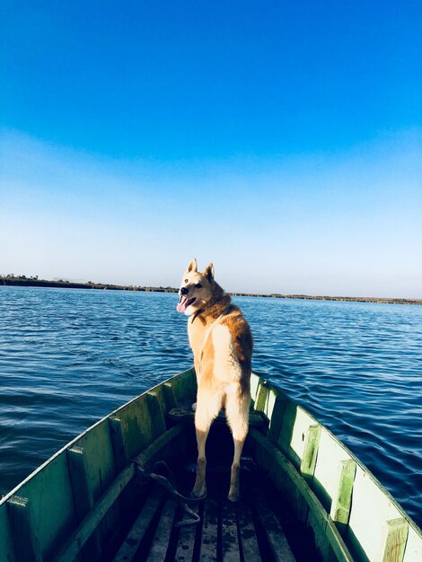 Photo dog standing on railing against sea