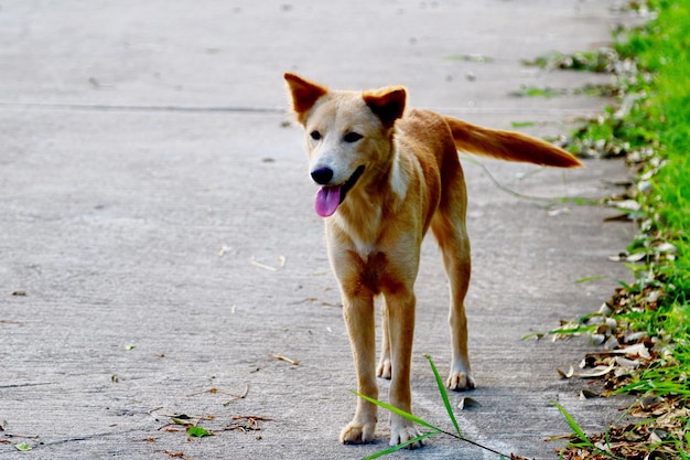 道路に立っている犬