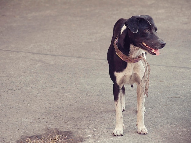 Dog standing on road