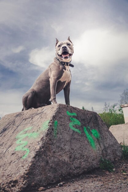 Dog standing on rock against sky