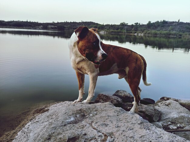 湖のほとりの岩の上に立っている犬