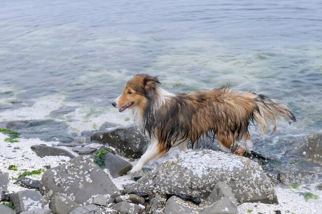 海の岩の上に立っている犬