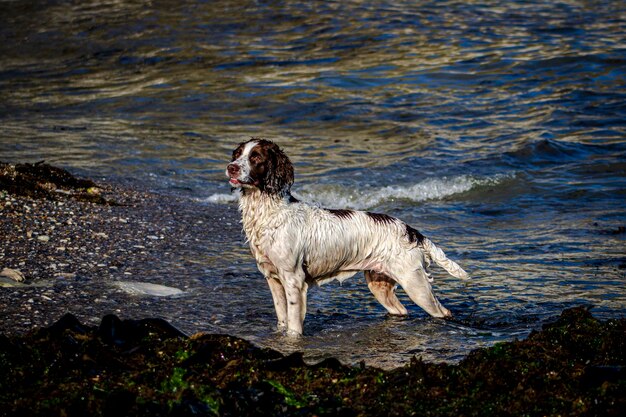 Foto cane in piedi su una roccia in mare