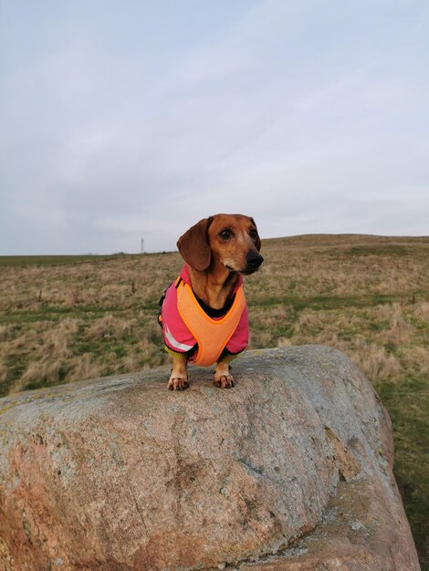 Foto cane in piedi su una roccia