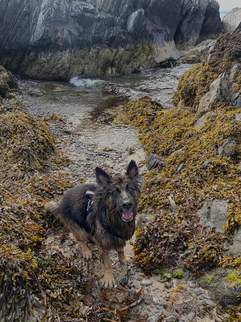 Foto cane in piedi su una roccia