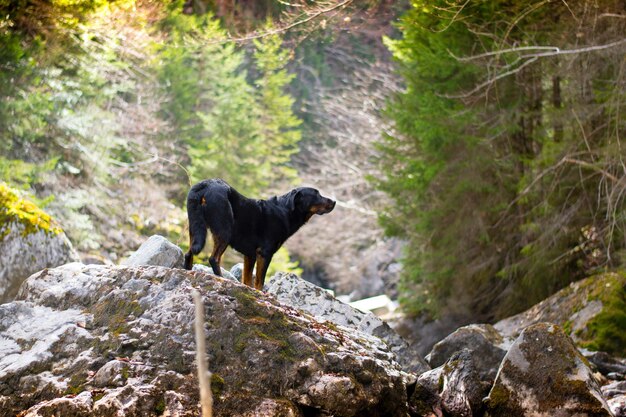 岩の上に立っている犬