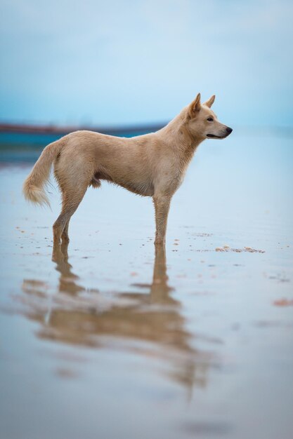 Photo dog standing in a sea