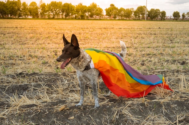 Dog standing smiling with a rainbow flag outdoors at sunset