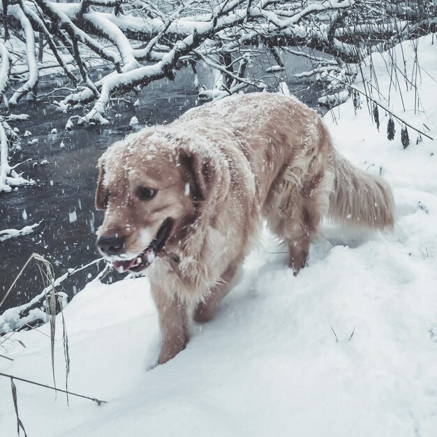 Foto cane in piedi su un campo coperto di neve