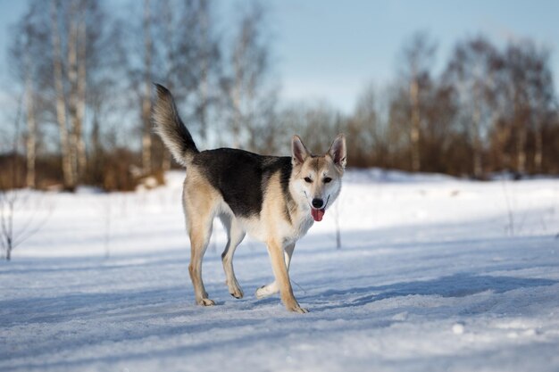 Photo dog standing on snow covered land