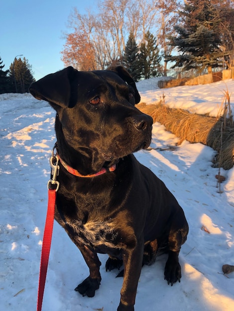 Foto cane in piedi su un terreno coperto di neve