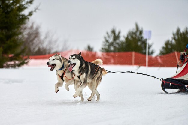 Foto cane in piedi nella neve