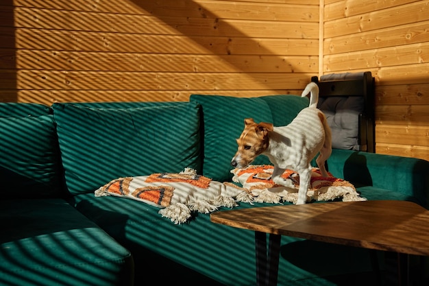 Собака стоит на диване в гостиной Стильный домашний интерьер с любопытным питомцем на месте для отдыха