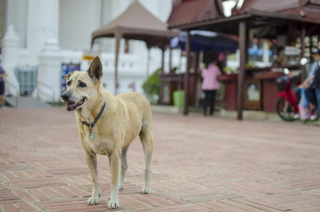 Dog standing on street in city