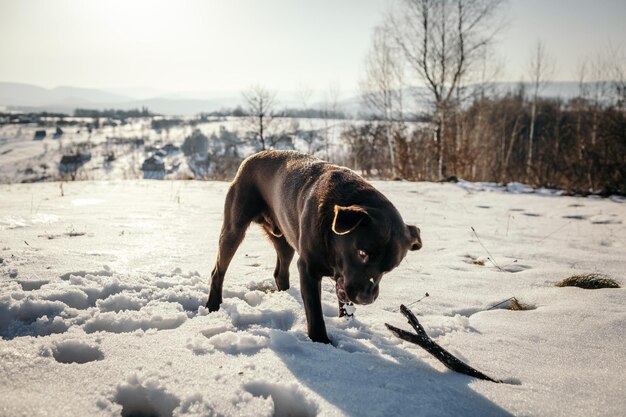 雪に覆われた畑の上に立っている犬