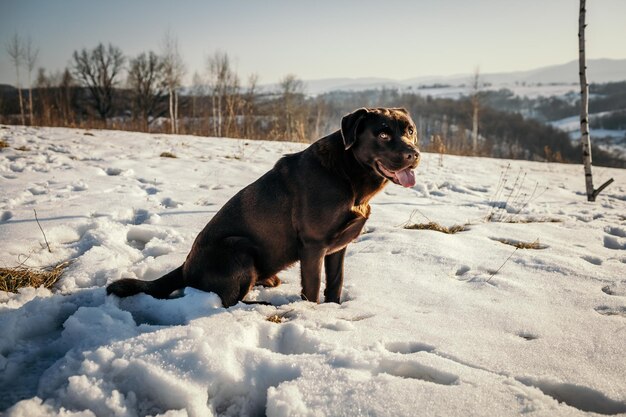 雪に覆われた畑の上に立っている犬