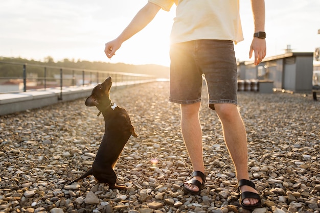 Dog standing on two paws and reaching hand of owner outdoors