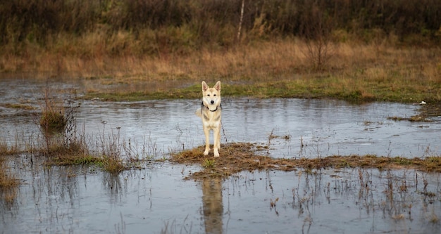 Dog standing among water puddle at countryside