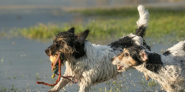 Foto cane in piedi in acqua