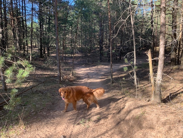 Photo the dog stands against the background of sand in the forest, merging with it