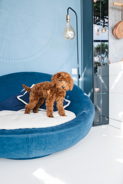 A dog stands on a blue couch in a living room.