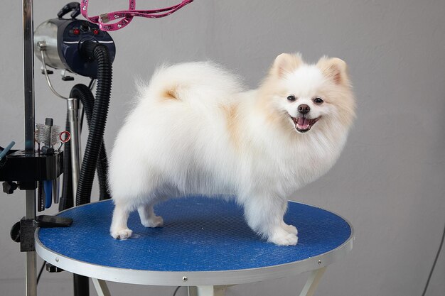 犬が黒いリードで青い椅子の上に立っています