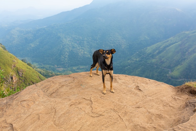 A dog stands on the edge of a cliff in the mountains