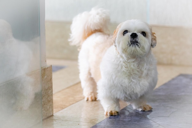 A dog stands in front of a door