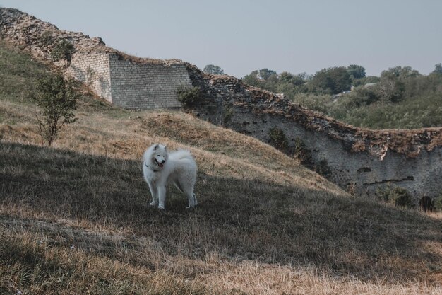 Photo a dog stands on a hill with a wall in the background.