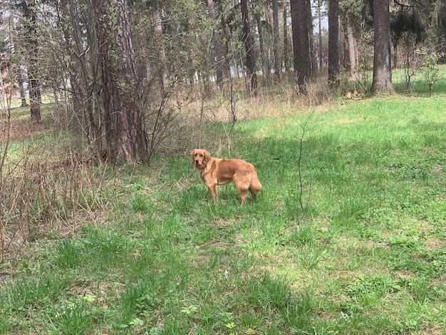 The dog stands in the middle of a forest clearing and looks to the side