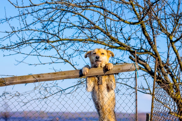 写真 犬は後ろ足で立って、フェンスの後ろから外を見る