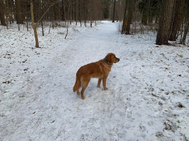 A dog stands in a perfect stance on a road in a snowy forest