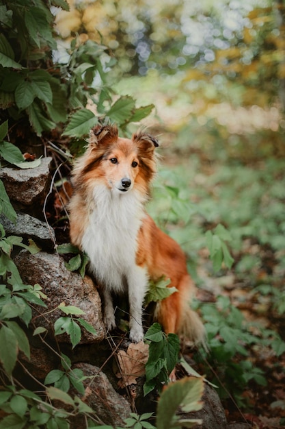 Photo a dog stands on a rock in the woods.