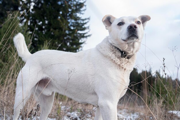 The dog stay on a snowy field and looks into the distance Labrador retriever dog in beautiful winter landscape